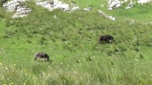 Кабаны в горах Крыма, 29.6.22
