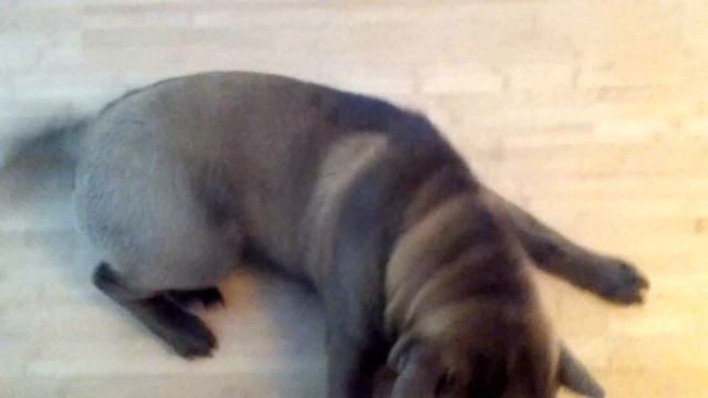 Шарпей показывает пузо смотреть онлайн