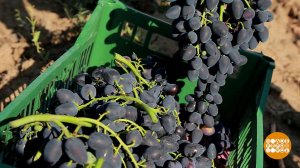 Кто ворует виноград? Доброе утро. Фрагмент выпуска от 30.07.2020