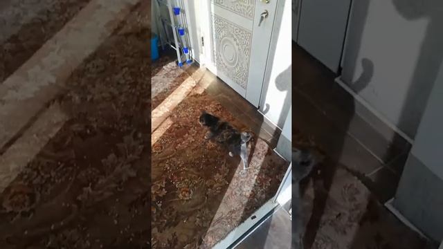 Реставрация входных дверей смотреть онлайн