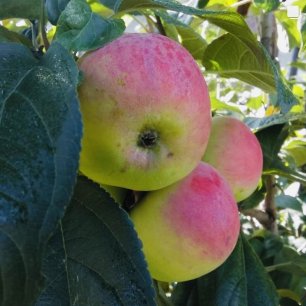 Хороши яблочки! Какие сорта яблони можно с успехом выращивать в зоне рискованного земледелия!