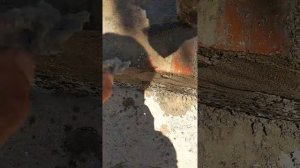 Гигантская песчаная блоха
