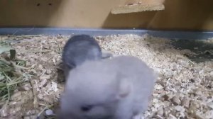 Новорожденные шиншиллы. День первый