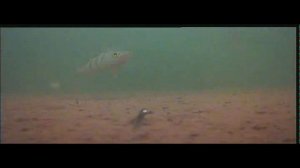 Зимняя рыбалка с подводной камерой на водоеме Ульяновский (Кем область 9.12.18)