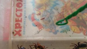 Краб-вампир, детки