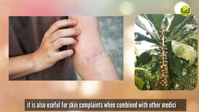 #475 Putat/Barringtonia racemosa/FISH-KILLER TREE - Health Benefits and Medicinal Uses | Likas Luna смотреть онлайн