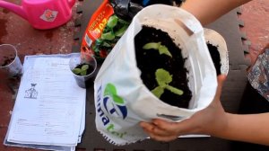 Как вырастить рассаду огурцов/ Хочешь быть с огурцами делай, тогда делай так/ Мой эксперимент.