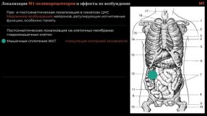 №1 Холинергический синапс. Холинергические рецепторы