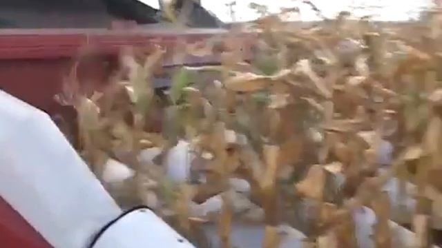 ТЕХНОЛОГИИ: ПАЛЕССЕ - Белорусское качество уборки смотреть онлайн