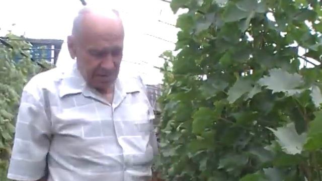 Виноградарь - сортоиспытатель, более 140 сортов в