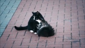 ЧТО ОЗНАЧАЮТ СНЫ О КОТАХ И КОШКАХ