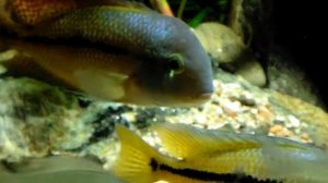 Никарагуанская цихлазома. Крассава)). Rybac.