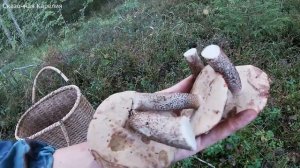 В ЭТОМ ЧЕРНИЧНИКЕ ПОЛНО ГРИБОВ! БЛАГОРОДНЫЕ ГРИБЫ НА КАЖДОМ ШАГУ ОГРОМНЫМИ ПОЛЯНАМИ! ГРИБЫ 2021