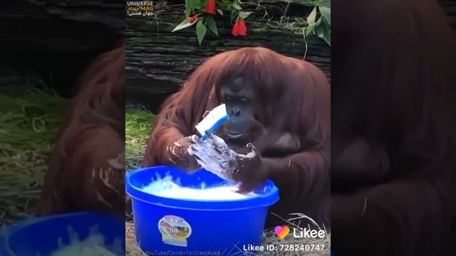 и все таки обезьяны и орангутаны они сообразительные животные тоже любять смотреть онлайн