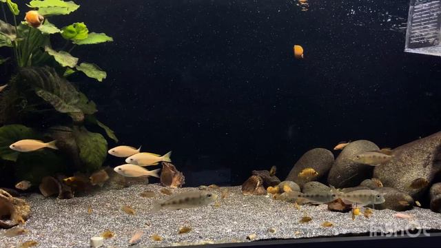 LAKE TANGANYİKA смотреть онлайн