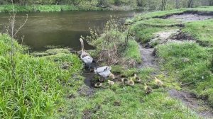 Папа Гусь и Мама Гусыня первый раз ведут своих деток купаться. Goslings swam for the first time!!!