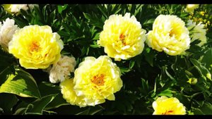 Жёлтый пион Бартзелла, описание сорта, отзыв, цветение 25 июня 2022