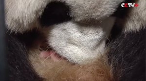 Панда родила. Детеныш Гигантской Панды родившийся в Китае 2016