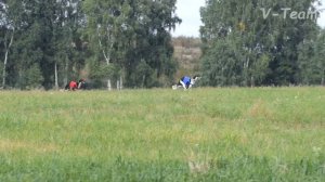 Свора 10. BORZIE-SENAVIAN POTEKHA (R), БОРЗЫЕ-СЕНАВИАН ПЕЛАГЕЯ (B). Осенний Марафон - 2017, НКП РПБ