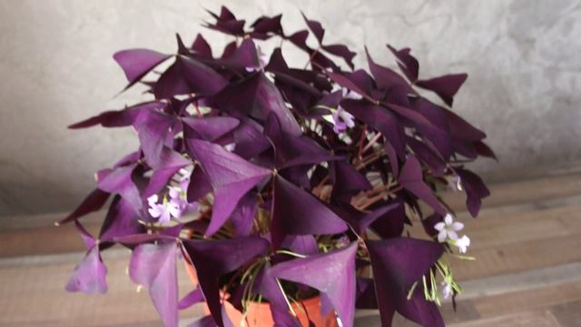 Оксалис (Oxalis triangularis) - "Цветок-бабочка" или "Мадам Баттерфляй"