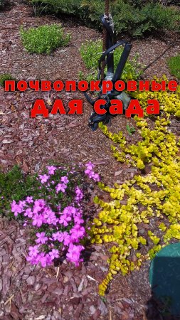 почвопокровные для сада🌺