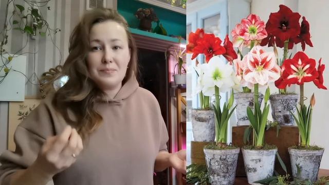 Гиппеаструм как выращивать чтоб цвел смотреть онлайн