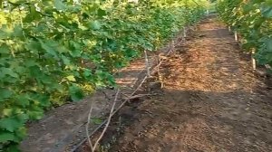 Защита винограда после цветения: не игнорируйте ее