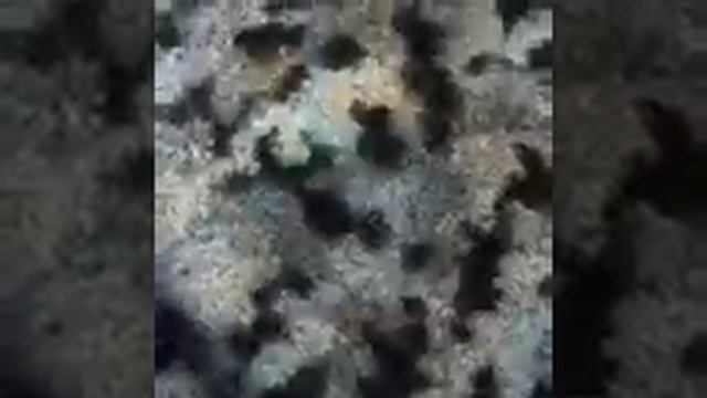 Лоден пальтовый смотреть онлайн