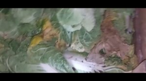 Чистка пекинской капусты. Предпродажная подготовка. Chinese cabbage cleaning. Pre-sale preparation.