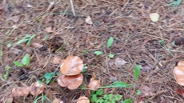 Мечта. Урожай грибов:-)