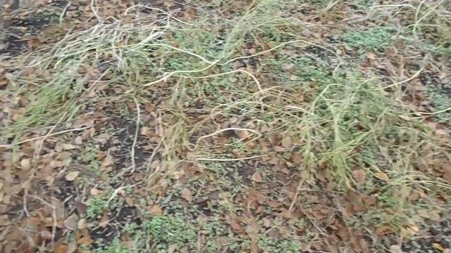 Средство против проволочника без химии. смотреть онлайн