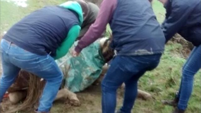 “Все несли одеяла, чтобы укрыть дрожащего малыша…” Больного жеребёнка вывезли в поле.. смотреть онлайн