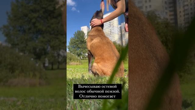 #висмут #дрессировка #бельгийскаяовчарка #кинолог #малинуа #груминг #лайфхак #собака