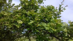 29.04.2018г Акация Ленкоранская.Медонос.