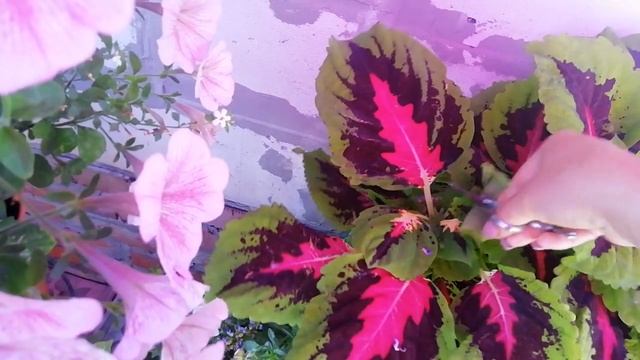 КАК ЦВЕТУТ КОЛЕУСЫ.ЧТО ДЕЛАТЬ С СОЦВЕТИЯМИ. смотреть онлайн