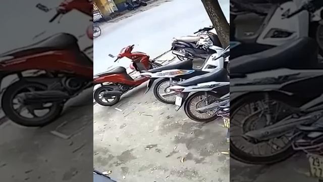 Youll Laugh Your Ass Off 102 Im Sure Of It ? -  Funny Cats Life funnycats dog short2410
