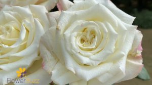 Rose White Ashley