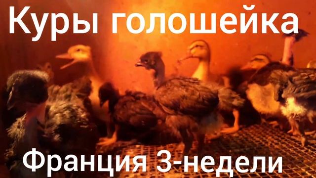 Куры голошейка Франция 3-недели
