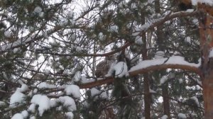 Охота совы на белок