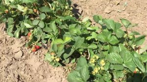 Земляника Мурано - плодоношение.