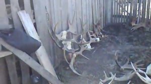 Рога Лося. Ревизия