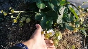 Моя клубника НСД сорта.
