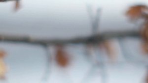 Canon FL 55 mm f/ 1.2 Camera samsung nx 500