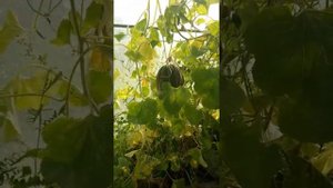 Арбузы привитые на лагинарию. Дыня "Эфиопка" в теплице в средней полосе. 28.08.18 г.