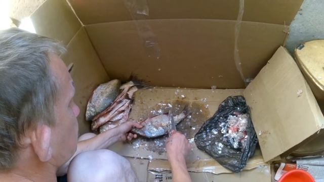 ЛЕЩ ЧИСТИМ РЫБУ ЛЕЩА на балконе без чешуи.