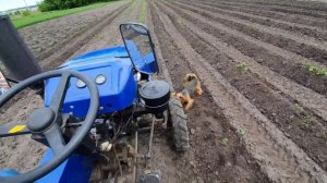 Подгортаю и просапываю картофель. Мототрактором Форте 161 LT.