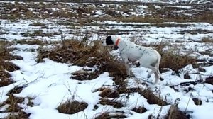 Охота на фазана -  Стойка пойнтера по фазану зимой