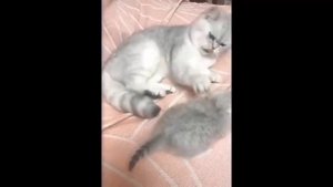 Посмотреть Смешное Видео Про Кошек ?