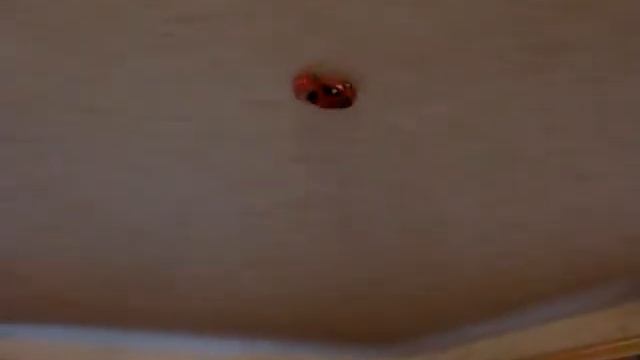 Машинка ездит по потолку смотреть онлайн