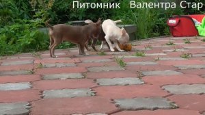 Щенки чихуахуа 4 месяца Нужно ли гулять с чихуахуа